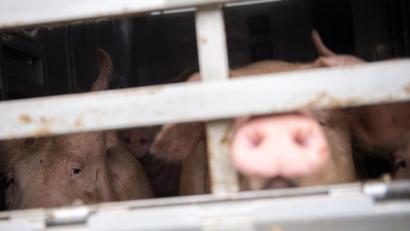 Archivbild: Sebastian Gollnow
Ein Schwein schaut aus einem Tiertransporter.