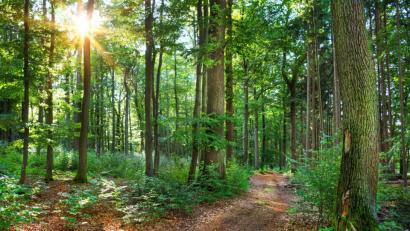 Bild: Petair – stock.adobe.com
Ein Spaziergang im Wald wirkt sich positiv auf den Herzschlag, die Atmung, den Körper und die Psyche aus.