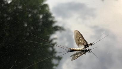 Bild: oe
Nicht nur Fische liegen dem Fischereiverein Amberg am Herzen. Das Insektensterben macht den Aktiven Sorgen – denn es betrifft auch Insekten, die im oder um das Gewässer leben, wie die Maifliege (Bild).