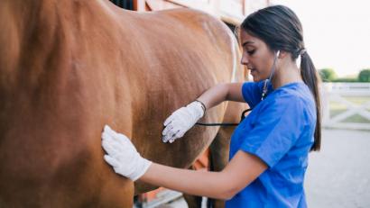 Symbolbild: hegdehog94/stock.adobe.com
Eine Tierärztin untersucht ein Pferd (Symbolbild). Nachdem das Equine Herpesvirus bei Pferden in Vilseck ausgebrochen war, haben die Gegenmaßnahmen inzwischen gegriffen. In zwei Wochen kann die Quarantäne wohl wieder aufgehoben werden.