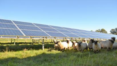 Bild: e
Blühende Flächen, eingegrünt und von Schafen als "Landschaftspfleger" beweidet - so ein Bild soll sich etwa vier Jahre, nachdem der Solarpark Köfering in Betrieb genommen wurde, den Bürgern bieten. Das meinte Sepp Bichler von der Energiebauern GmbH.