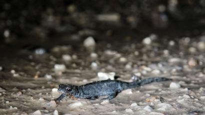 Bild: Markus Raum
Bei Freudenberg fotografiert: Ein Bergmolch auf nächtlicher Wanderschaft.