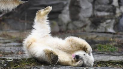 Bild: Britta Pedersen/dpa
Die kleine, noch namenlose Eisbärin macht ihre erste Erkundungstour im Tierpark. Das Eisbär Mädchen ist vor dreieinhalb Monaten zur Welt gekommen.
