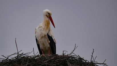 Bild: tr
Seit vergangenem Donnerstag ist der Storch zurück aus seinem Winterurlaub und ließ sich auf dem Horst auf dem Tirschenreuther Pfarrdach nieder.