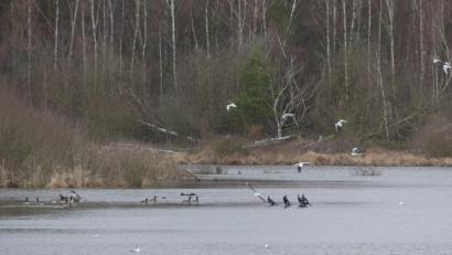 Bild: rn
Sie fühlen sich wohl in der "Vogelfreistätte Großer Rußweiher": Gänse, Kormorane und Möwen.