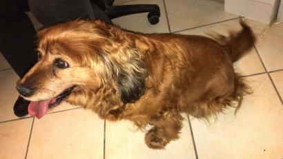 Bild: Tierheim Amberg
Hundedame Berry, als sie noch im Amberger Tierheim darauf wartete, von ihrer Besitzerin abgeholt zu werden.