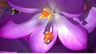 Bild: Claudia Wesnitzer
Über den ersten Marienkäfer der Saison freut sich Claudia Wesnitzer aus Poppenricht.