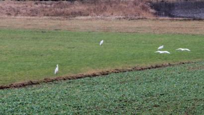 Bild: nm
Familientreffen der Silberreiher: Gleich 16 waren im Süden von Flossenbürg zu sehen.