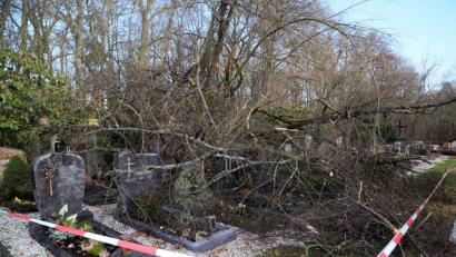 Bild: Hösamer
Eine Winterlinde aus dem benachbarten Schlosspark ist in den städtischen Friedhof Fronberg gestürzt.