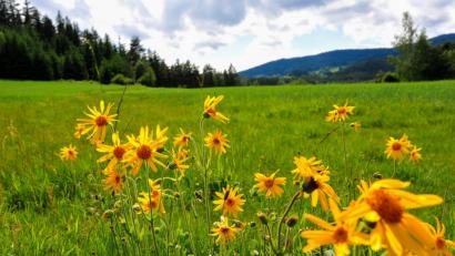 Bild: sds
Auch seltene Pflanzen wie die Arnika zeigte Siegfried Steinkohl in seinem Vortrag. Die Echte Arnika zählt zu den besten alternativen Heilkräutern bei schlecht heilenden Wunden und äußeren Verletzungen. Das Foto entstand im Juni vergangenen Jahres im Steinwald.