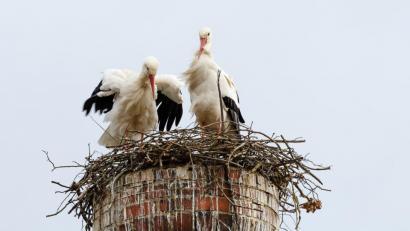 Bild: Martin Schweitzer
Reisefreudig ist das Rothenstädter Storchenpaar nicht gerade. Diesen Winter fütterten es die Rothenstädter so fleißig, dass die Vögel auf den anstrengenden Flug nach Afrika verzichteten.