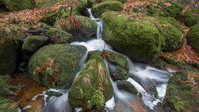 Bild: sds
Der Strudelbach im Naturpark Steinwald.