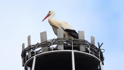 Bild: bsc
Zielstrebig steuerte in diesem Jahr ein Storch den Friedenfelser Braueischlot an. Am Dienstagnachmittag landete er um 14.10 Uhr nach seiner Rückkehr aus dem Winterquartier in 30 Meter Höhe mitten im Erholungsort.
