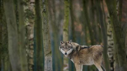 Symbolbild: Klaus-Dietmar Gabbert/ZB/dpa
Der Wolf sorgt weiter für Diskussionen - auch in der Oberpfalz.