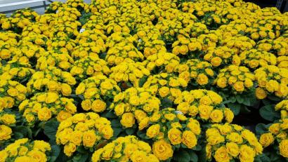 Bild: dob
Frühlingsblütenmeer in Gelb