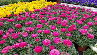 Bild: dob
Die Frühlingsboten erwecken den Garten im März zum Leben. Die Arbeitsliste im März scheint für Gartenbesitzer dann auch wieder lang und länger zu werden. Doch es ist immer wieder schön, sich an der Natur zu ergötzen und sich über die Rückkehr der fröhlichen Farben zu freuen.