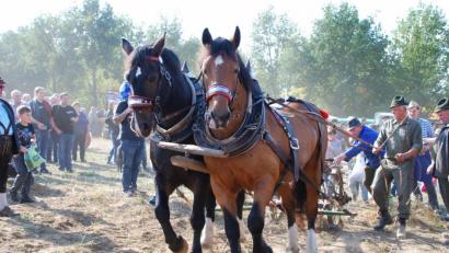 Bild: enz
Die bei den Kartoffelfesten geernteten Erdäpfel seien zur Essenszubereitung verwendet worden, vermutet das Finanzamt und fordert eine Steuernachzahlung.