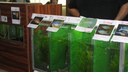 Bild: knh
Bunte Zierfische wie Harnisch- und Panzerwelse, Guppys, Mollys, Schwertträger, Bärblinge und andere Labyrinthfische gab es bei der Zierfischbörse zu bewundern.