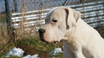 Bild: exb
Dog-Argentino-Rüde "Hans Dampf" wartet immer noch auf ein neues Zuhause. Doch das scheint in weiter Ferne.