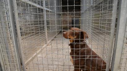 Bild: Petra Hartl
Symbolbild: Ein Hund aus dem Amberger Tierheim.