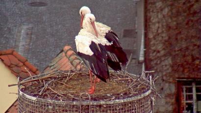 Bild: Webcam Stadt Weiden
Endlich zu zweit: Nun muss es aber zur Sache gehen, damit das noch etwas wird mit dem Storchennachwuchs, sagt Helga Bradatsch, Expertin des Landesbundes für Vogelschutz.