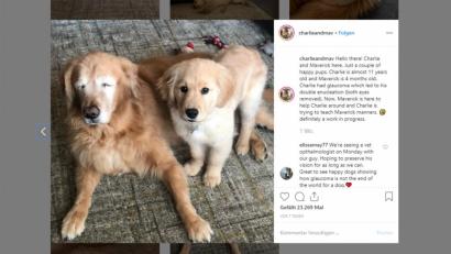 Bild: instagram.com/charlieandmav
Charlie ist blind und bekommt Unterstützung von Maverick.