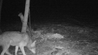 Bild: Landesamt für Umwelt
Erwischt: Das Landesamt für Umwelt bestätigte am Freitagnachmittag, bei diesem Tier, das in eine Fotofalle bei Roschau tappte, handelt es sich definitiv um einen Wolf.