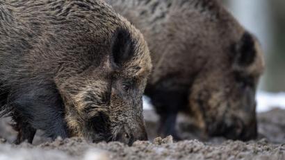Bild: Lino Mirgeler
Zwei Wildschweine stehen auf einem Plateau im Wald und wühlen bei der Futtersuche mit der Schnauze im Erdboden. Foto: Lino Mirgeler/Archiv