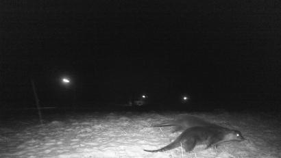 Bild: pi
Die Wildkamera beweist es: Fischotter sind unterwegs.