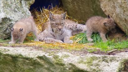 Bild:  exb/Gibke
Die Luchse gehören zu den Stars im Waldhaus Mehlmeisel.