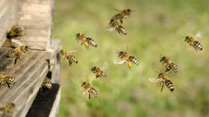 Bild: C. Schüßler/stock.adobe.com
Vollbepackt mit Pollen-Hosen kehren diese Bienen in den Stock zurück. Über 1500 Völker betreuen die Imker im Kreisverband Nabburg-Neunburg. Die vielseitigen Wirkungen der Honigerzeugnisse rückt ein Vortrag in der Kreisversammlung in den Blickpunkt.