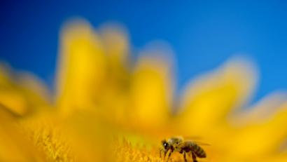 Symbolbild: Julian Stratenschulte/dpa
Bienen sollen in Schirmitz auf Blühstreifen Nektar und Pollen finden.