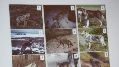 Bild: ubb
Mit Beispielen zeigte Markus Martini, dass nicht immer einfach sei, einen Wolf auf einem Foto zu erkennen. Auf der Beispielstafel handelt es sich bei den drei Tieren diagonal von links oben nach rechts unten um echte Wölfe.