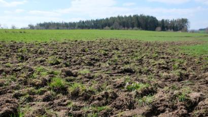 Bild: do
Chaos herrscht auf dem Grünland der Bauern. Vor allem im Bereich der Jagdgenossenschaft Seitenthal nehmen die Wildschwein-Schäden zu, wie deses Bild einer umgewühlten Wiese zwischen Seitenthal und Speinshart zeigt.