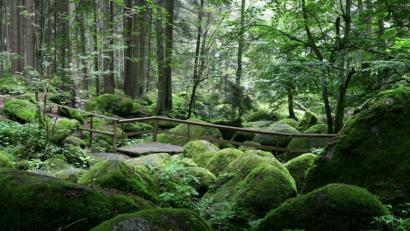 Bild: mef
Schweigend steht der Doost. In der geplanten Romanverfilmung könnten Felsen und Wald allerdings weniger wildromantisch rüberkommen. Vielmehr spielen sich in der Natur unheimliche Szenen ab. Unter anderem ist dort der Vater der Hauptdarstellerin einst plötzlich verschwunden.