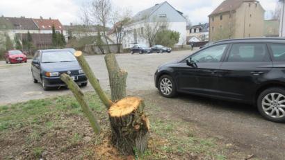 Bild: ui
Unter einem Baum gekeimt, inmitten eines Parkplatzes gewachsen und nun als „Halbstarke“ gefällt: der Weiden-Wildwuchs nahe der Gambrinus-Brauerei.