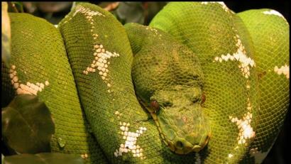 Bild: Bild: Wilfried Berns/www.Tiermotive.de
Wie aus dem Dschungelbuch: ein grüner Hundskopfschlinger.