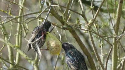 Bild: rn
Ganz leicht an Futter gelangen diese Stare - dank des noch gut gefüllten Meisenknödels.