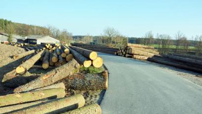 Bild: ü
"Auf dem Holzweg."