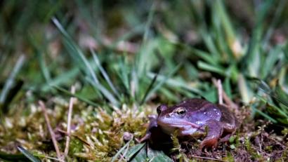 Bild: dmra
Der blaue Moorfrosch aus dem Landkreis Amberg-Sulzbach.