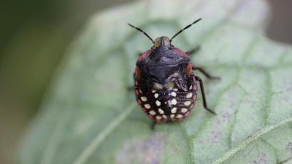 Bild: Stefan Eisenbarth
Der nächste Schädling steht vor der Tür: die Grüne Reiswanze (Nezara viridula). Sie saugt gerne an Tomaten, Himbeeren, Reis oder Soja und schädigt so ganze Ernten. Sie ist in den Tropen und im Mittelmeerraum verbreitet und wurde vermutlich in Obstkisten eingeschleppt.