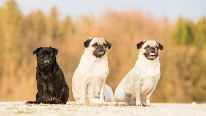Bild: privat
Die drei „Altdeutschen Mops-Damen“ Paula, Emily und Donna. Sie beleben das Haus der Familie Maier.