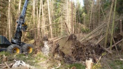 Bild: prh
Ein Harvester beseitigte die Sturmschäden, die Sturmtief Fabienne in den Corporationswaldungen angerichtet hat. Fast 200 Festmeter Holz mussten geschlagen werden.