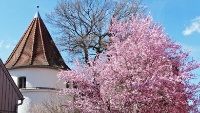 Bild: Dobmeier
Blütenpracht erwacht am Flurerturm.