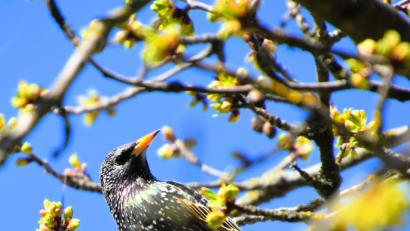 Bild:  Birgit Singer-Grimm
Frühlings-Schnappschuss aus dem Garten von Birgit Singer-Grimm (Kümmersbruck).