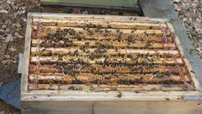 Bild: adj
Noch sind die Bienen in ihrem Stock erst am Erwachen. Doch bald ist das intensive Summen zu hören.