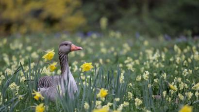 Bild: Marie Reichenbach
Eine Gans sitzt zwischen Osterglocken auf einer Wiese im Tierpark Hellabrunn.