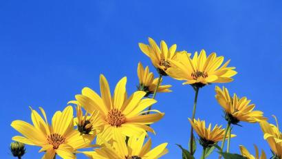 Bild: njn
So herrlich kann auch im heimischen Garten der Topinambur erblühen.