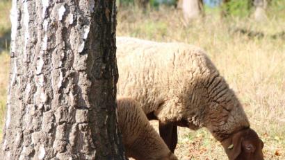 Symbolbild: Harald Mohr
