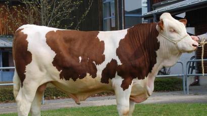 Bild: exb/Rudolf Traxinger,
Der Betrieb Graf aus Mülles im Landkreis Amberg-Sulzbach züchtete diesen Jungbullen, der beim letzten Zuchtviehmarkt in Schwandorf zum Prüfungseinsatz an die Besamungsgenossenschaft Marktredwitz-Wölsau überstellt wurde.